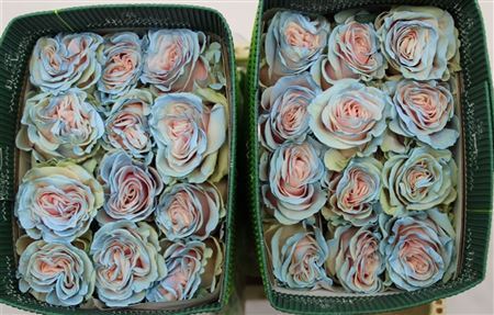 Rosa Gr Ec Tinted Cinderella 50 cm
