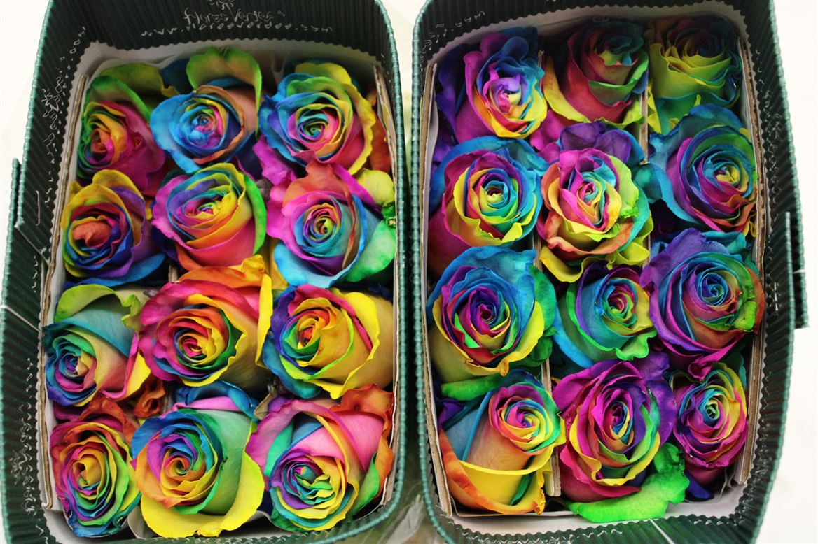 Rosa Gr Ec Tinted Rainbow 50 cm