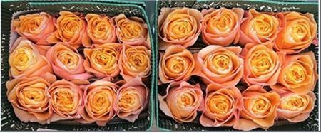 Rosa Gr Ec King's Cross 60 cm