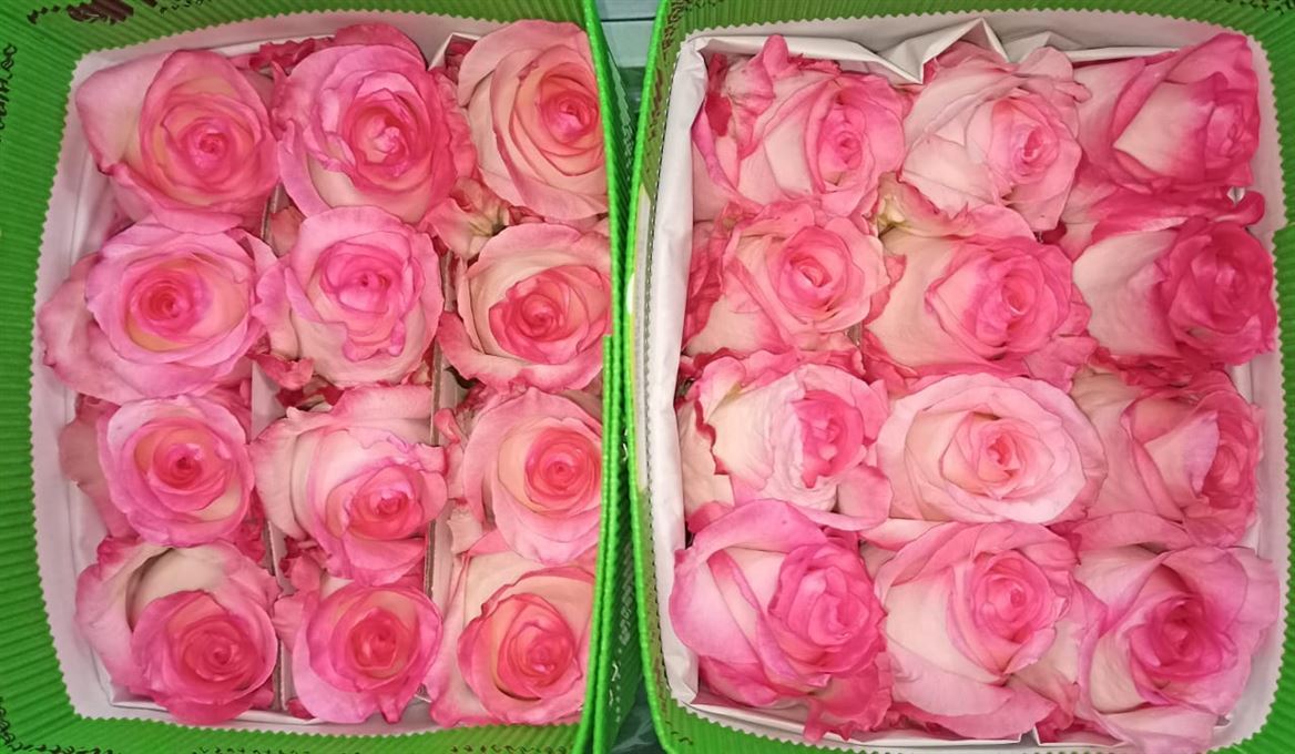 Rosa Gr Ec Boulevard 50 cm