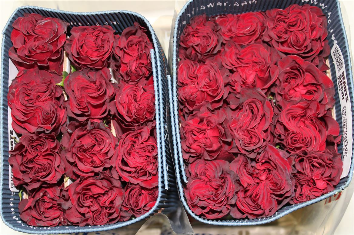 Rosa Gr Ec Hearts 70 cm
