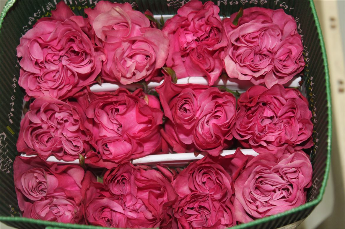 Rosa Gr Ec Country Blues 60 cm