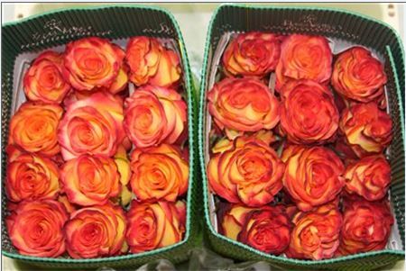 Rosa Gr Ec High & Orange Magic 50 cm