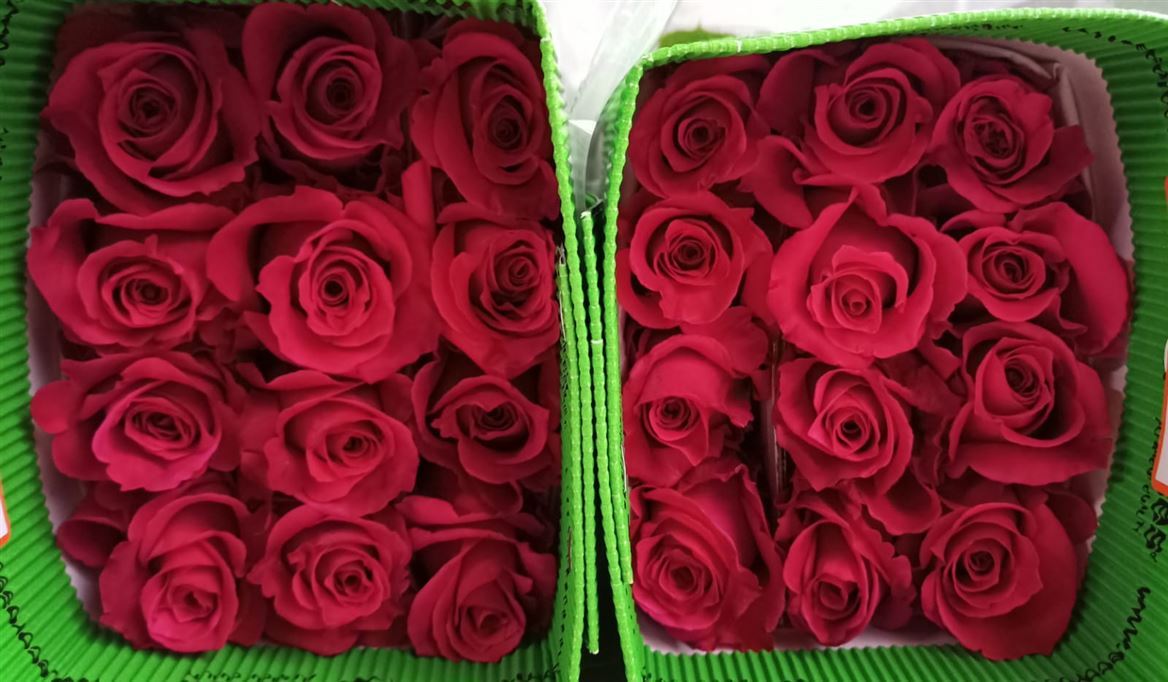 Rosa Gr Ec Hot Lady 60 cm