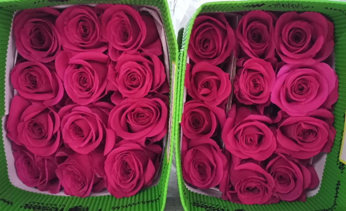 Rosa Gr Ec Queen Berry 50 cm