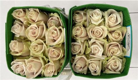 Rosa Gr Ec Sandy 40 cm