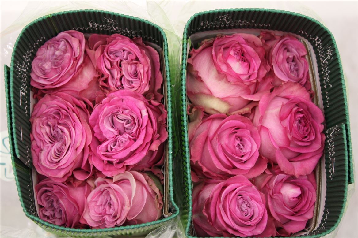 Rosa Gr Ec Queens Crown 40 cm