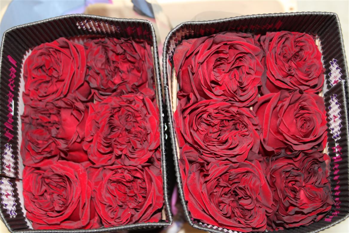 Rosa Gr Ec Mayra Red 40 cm