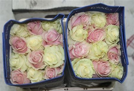 Rosa Gr Ec Rb Mondial - Pink Mondial 60 cm