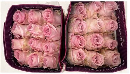 Rosa Gr Ec Sweet 4 Love 50 cm