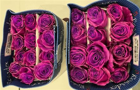 Rosa Gr Ec Tinted Metallica Fuchsia 50 cm