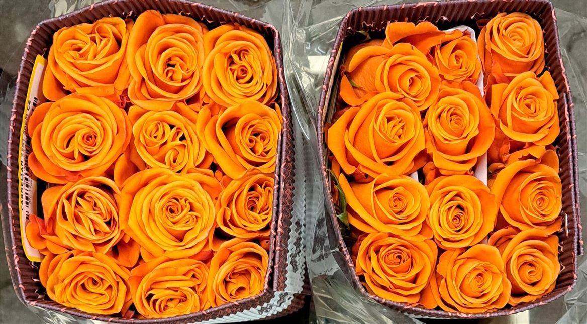 Rosa Gr Ec Carnelian 50 cm