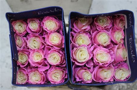 Rosa Gr Ec Tinted Pearl Sky Pink 50 cm