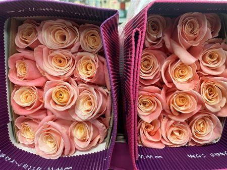 Rosa Gr Ec Miss Piggy 80 cm