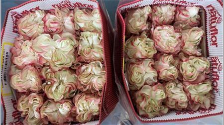 Rosa Gr Ec Country Candy 50 cm