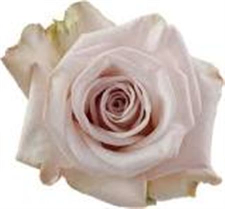 Rosa Gr Ec Aly 40 cm