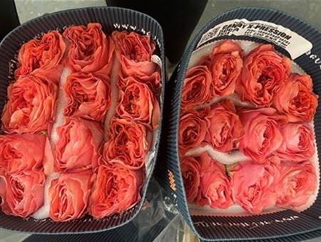 Rosa Gr Ec Candy X- Pression 50 cm
