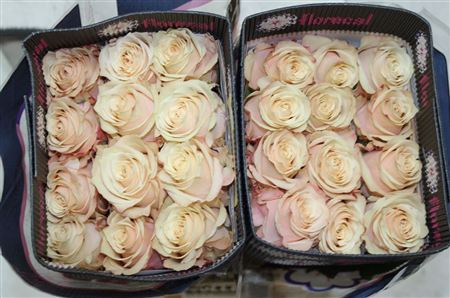 Rosa Gr Ec Champagnier 50 cm