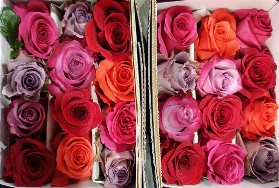 Rosa Gr Ec Rb Natural Bright 60 cm