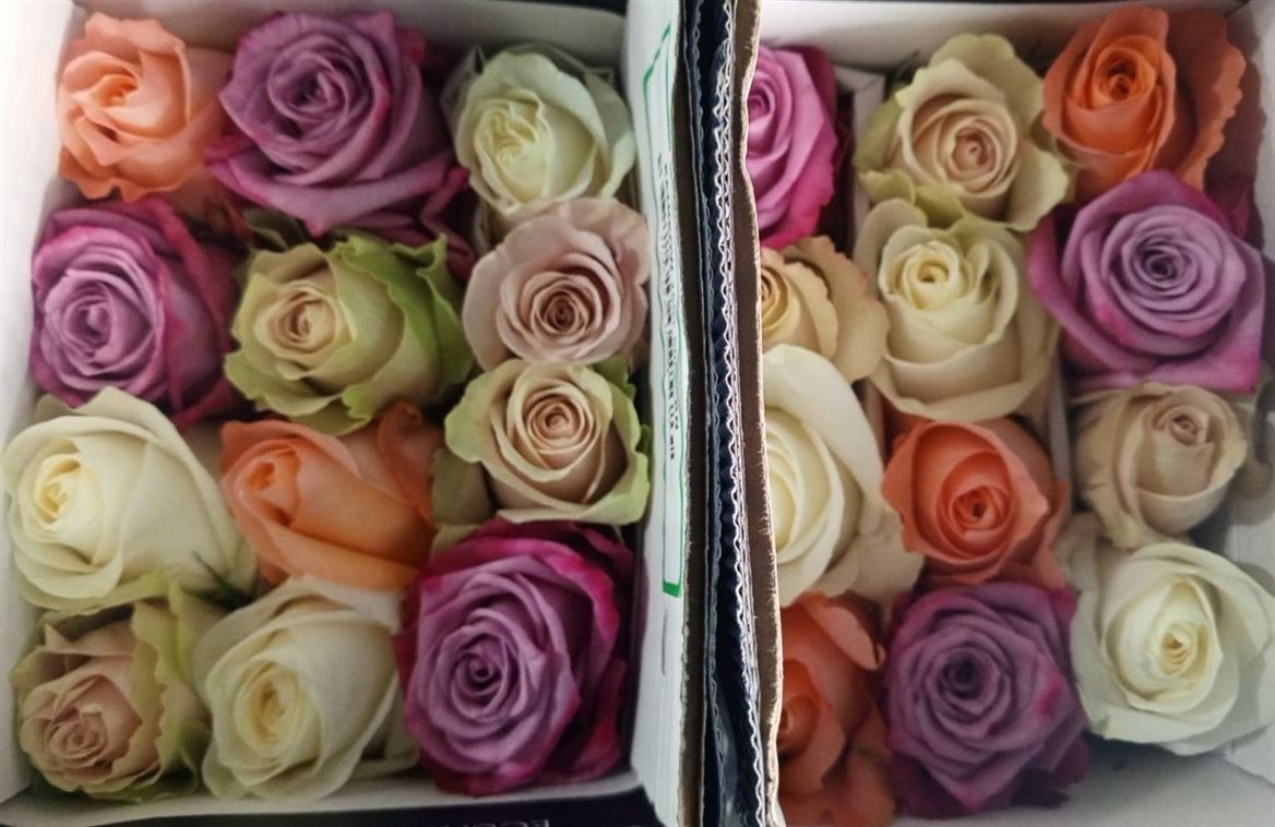 Rosa Gr Ec Rb Natural Pastel 60 cm