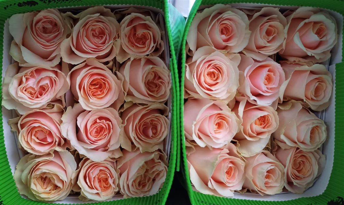 Rosa Gr Ec Felicity 70 cm