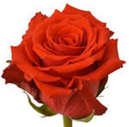 Rosa Gr Ec Born Happy 60 cm