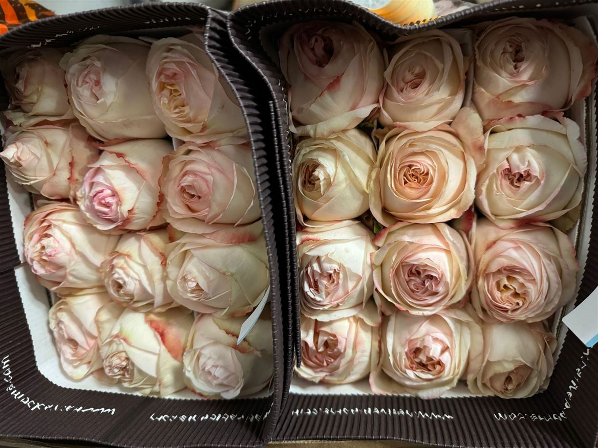 Rosa Gr Ec Cream X- Pression 40 cm