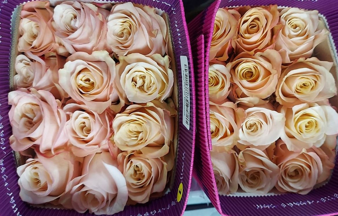Rosa Gr Ec Glowgirl 60 cm