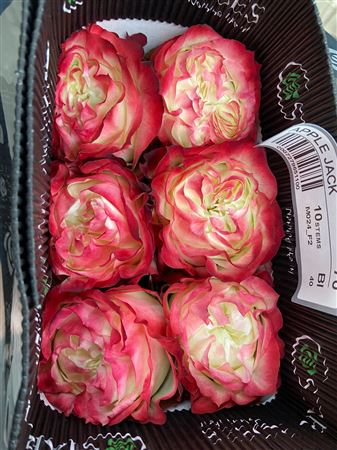 Rosa Gr Ec Apple Jack 70 cm