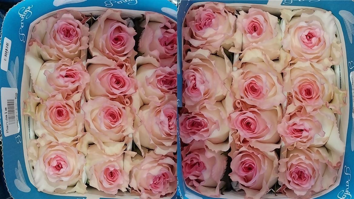 Rosa Gr Ec Mandala 50 cm