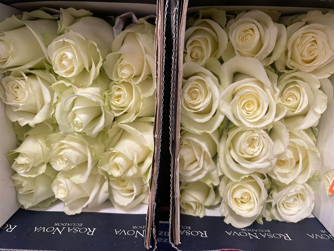 Rosa Gr Ec Miss White 50 cm