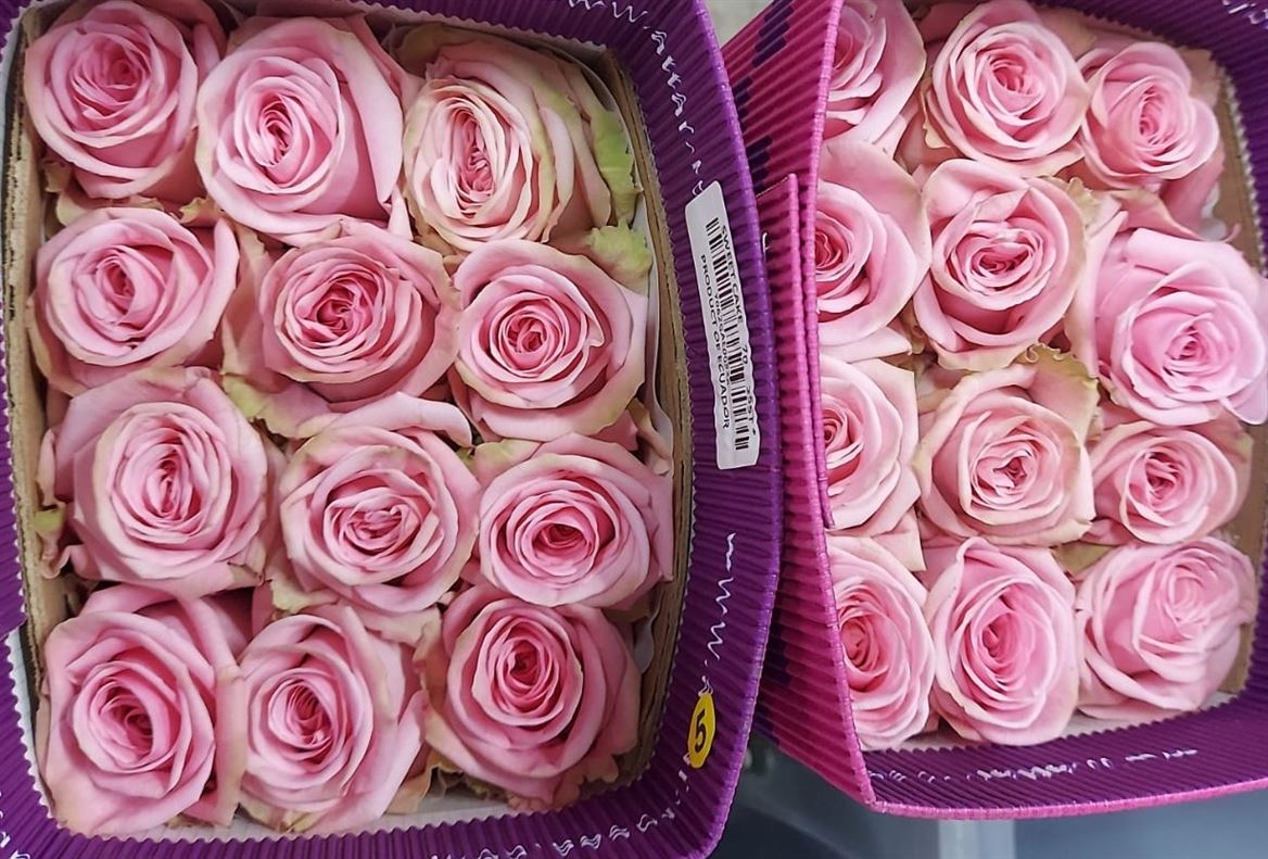 Rosa Gr Ec Pink Candy 40 cm