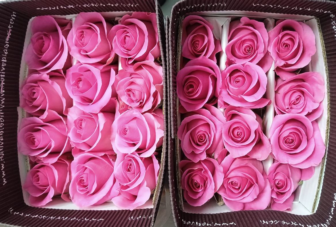 Rosa Gr Ec Pink Martini 60 cm