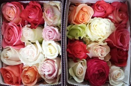 Rosa Gr Ec Rainbow 50 cm