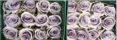 Rosa Gr Ec Shocking Blue 70 cm