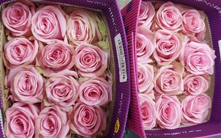 Rosa Gr Ec Sweet Cake 40 cm