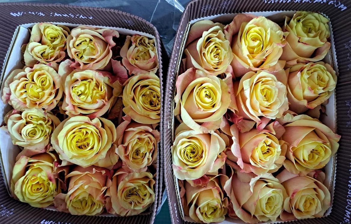 Rosa Gr Ec Wild Crown 40 cm