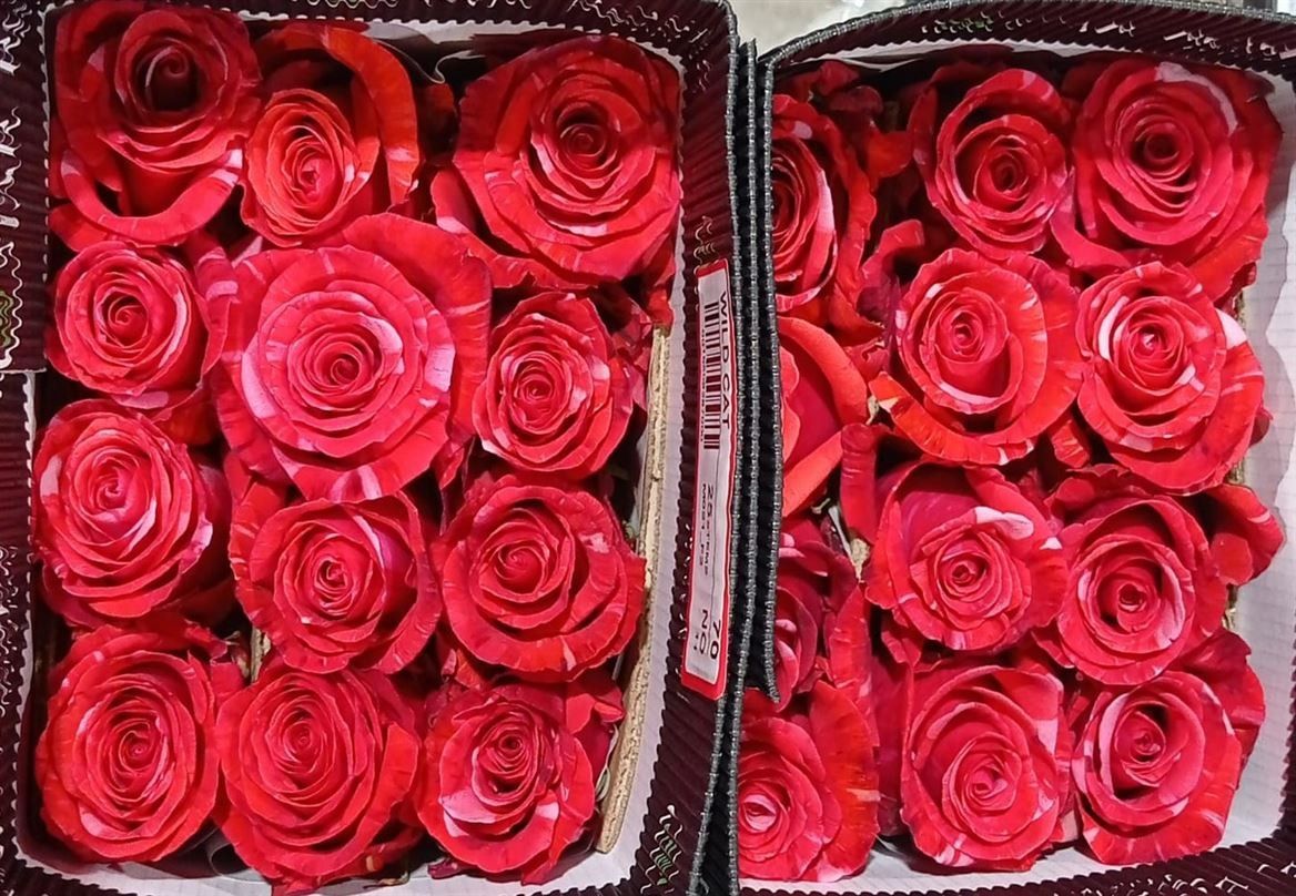 Rosa Gr Ec Wildcat 70 cm