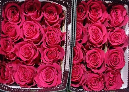 Rosa Gr Ec Born Beauty 50 cm