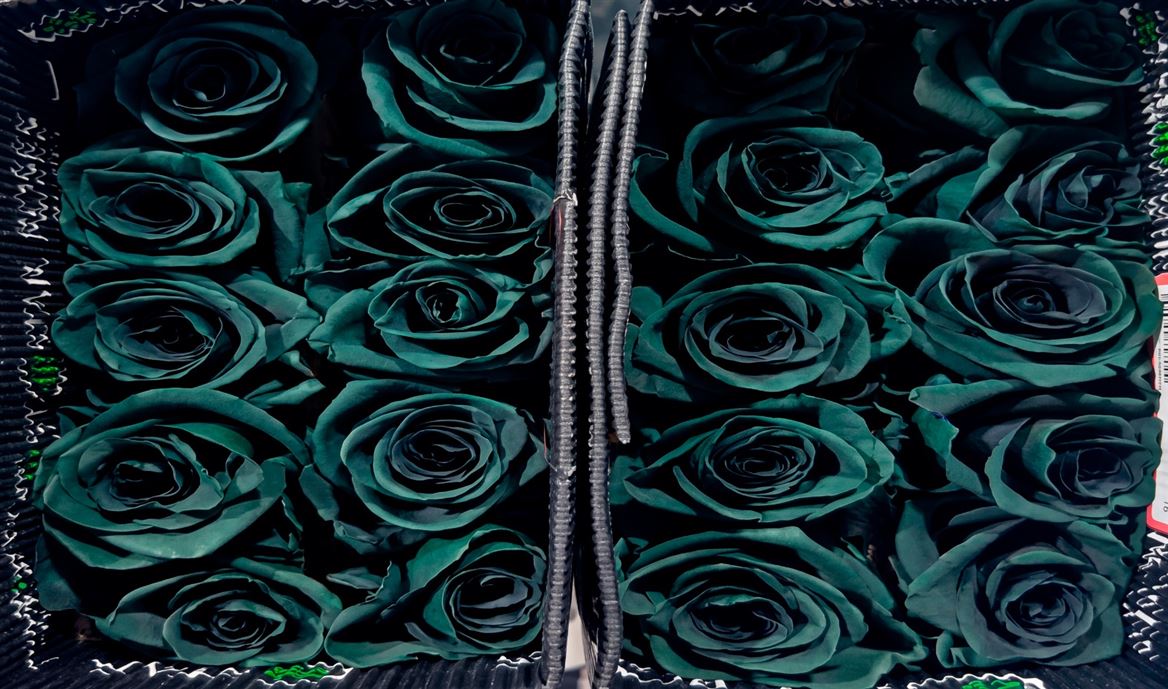 Rosa Gr Ec Tinted Olive 50 cm