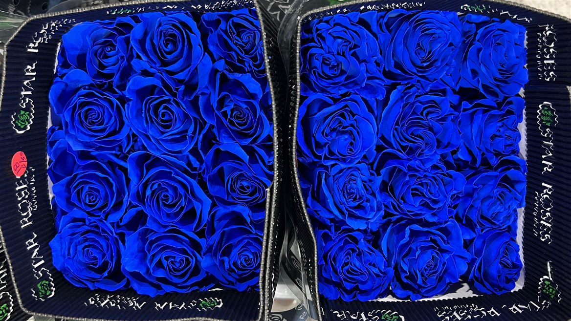 Rosa Gr Ec Tinted Blue 50 cm