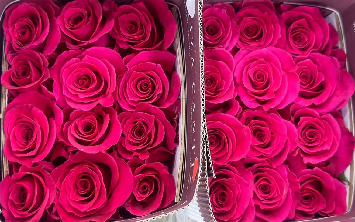 Rosa Gr Ec Hot Cake 50 cm