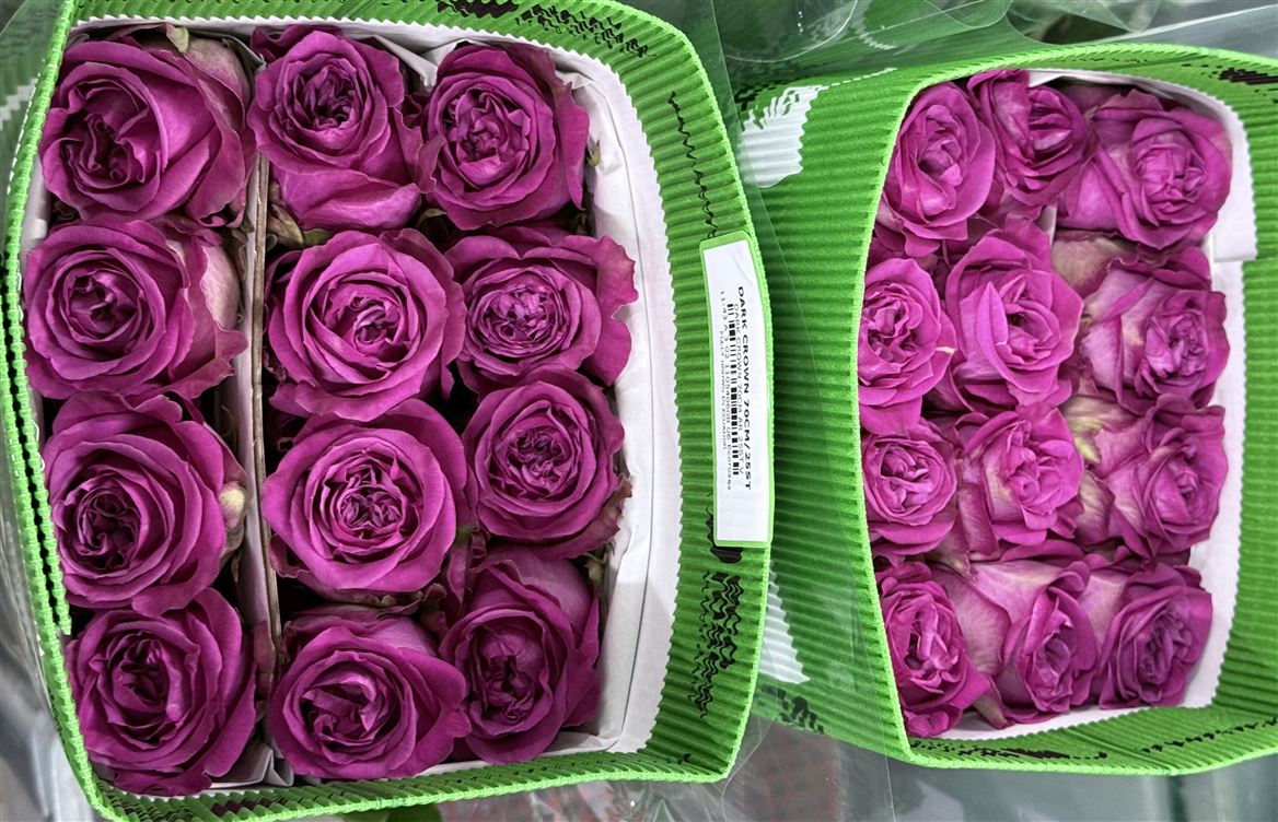 Rosa Gr Ec Dark Crown 60 cm