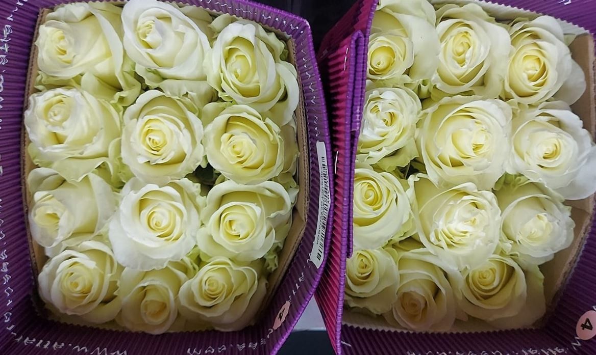 Rosa Gr Ec First Lady 50 cm