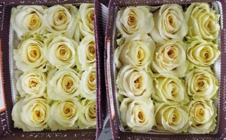 Rosa Gr Ec Cream Shimmer 70 cm