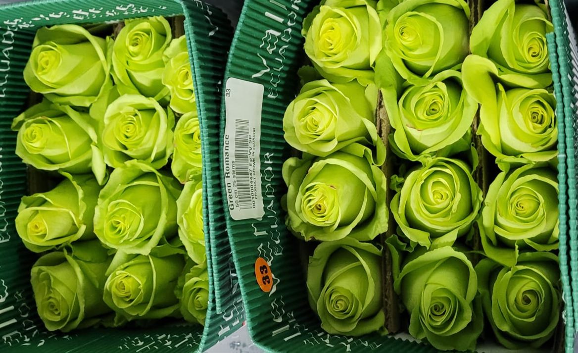Rosa Gr Ec Green Romance 70 cm