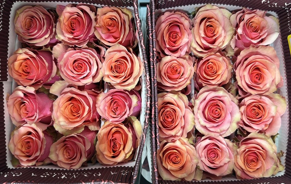 Rosa Gr Ec Happy Nation 40 cm