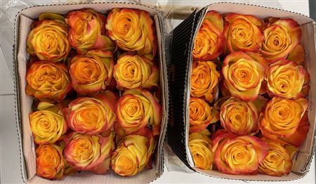 Rosa Gr Ec High & Flame 60 cm