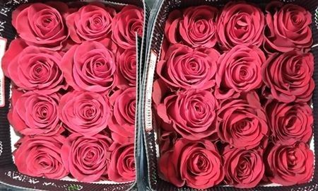Rosa Gr Ec Redvolution 80 cm