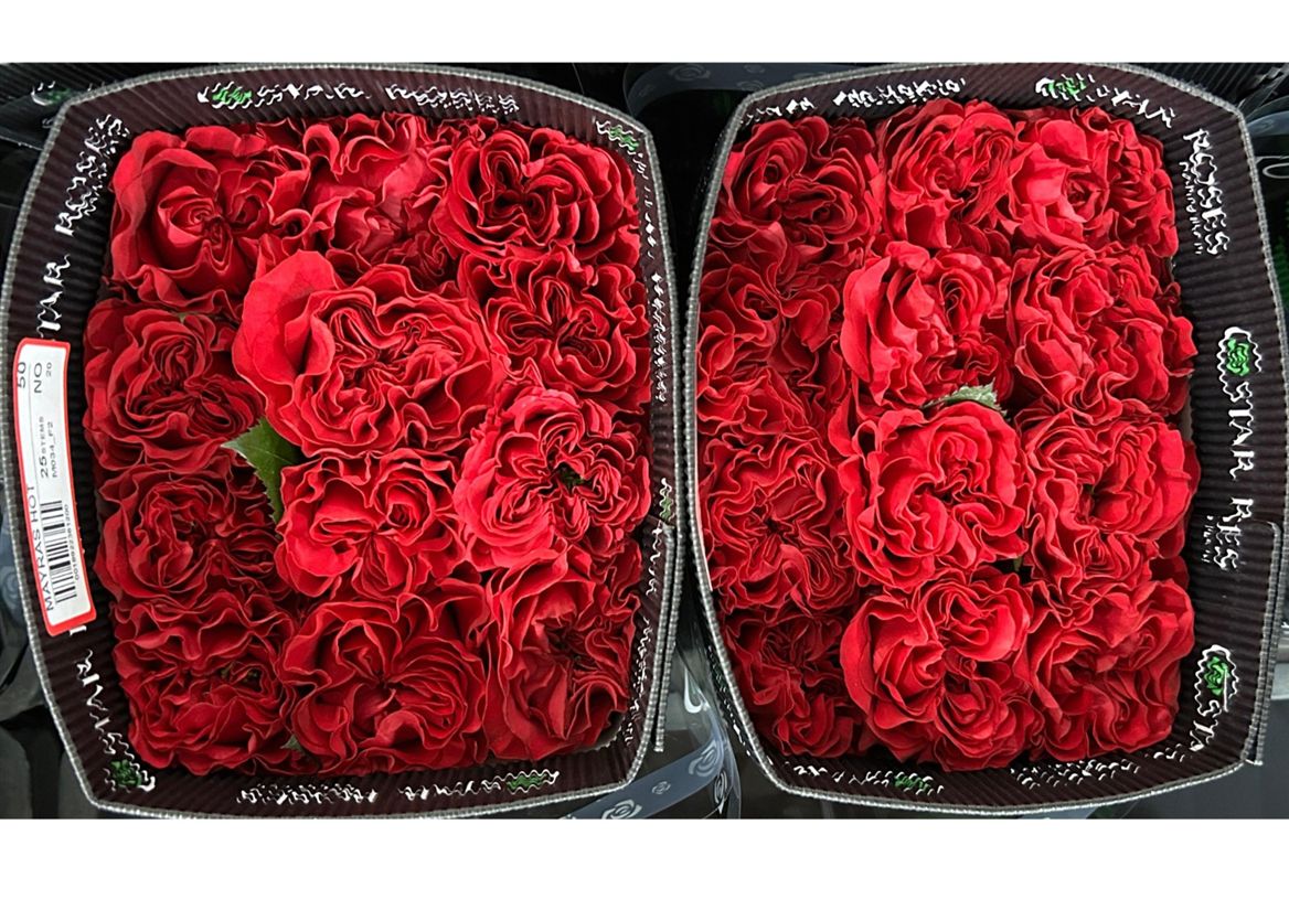 Rosa Gr Ec Mayra's Hot 40 cm